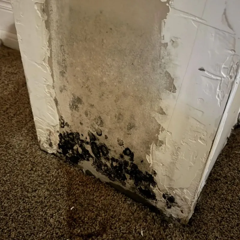Professional Mold Removal in Yamhill, OR